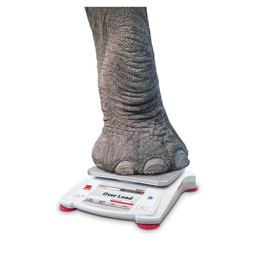 STX_Elephant_